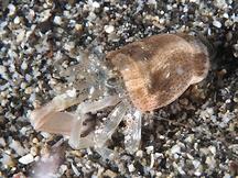 Catapagurus sp. 1 - Catapagurus sp. 1