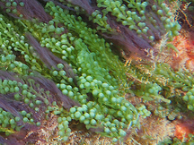 Green Grape Alga - Caulerpa racemosa