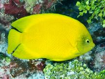 Yellow Pygmy Angelfish - Centropyge heraldi