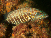 Panama Graysby - Cephalopholis panamensis