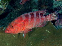 Six-Banded Grouper - Cephalopholis sexmaculata