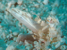 Yellowface Pikeblenny - Chaenopsis limbaughi