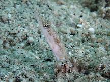 Yellowface Pikeblenny - Chaenopsis limbaughi