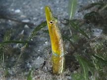 Bluethroat Pikeblenny - Chaenopsis ocellata