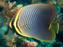 Eastern Triangular Butterflyfish - Chaetodon baronessa