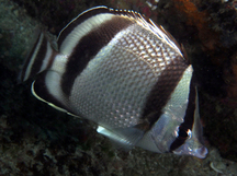 Threebanded Butterflyfish - Chaetodon humeralis