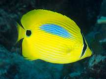 Blue-Spot Butterflyfish - Chaetodon plebeius