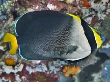 Vermiculated Angelfish - Chaetodontoplus mesoleucus