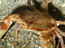 Indo-Pacific Swimming Crab - Charybdis hellerii