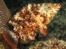 Tripletail Wrasse - Cheilinus trilobatus