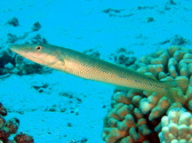 Cigar Wrasse - Cheilio inermis