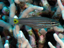 Wolf Cardinalfish - Cheilodipterus artus