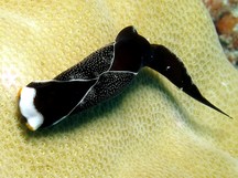 Headband Headshield Slug - Mariaglaja inornata