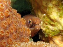 Chestnut Moray Eel - Enchelycore carychroa