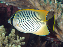 Chevroned Butterflyfish - Chaetodon trifascialis