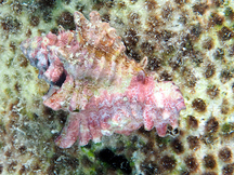 West Indian Murex - Chicoreus brevifrons