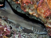 Brown-banded Bamboo Shark - Chiloscyllium punctatum