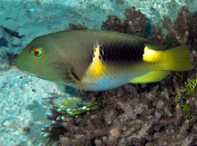 Anchor Tuskfish - Choerodon anchorago