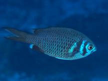 Short-Tail Doublebar Chromis - Chromis anadema