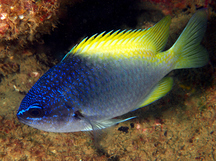 Blue-and-Yellow Chromis - Chromis limbaughi