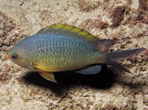 Oval Chromis - Chromis ovalis