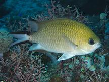 Philippine Chromis - Chromis scotochiloptera