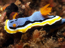 Anna's Chromodoris - Chromodoris annae