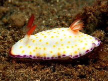 Gold and Purple Chromodoris - Goniobranchus aureopurpureus