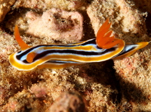 Coleman's Chromodoris - Chromodoris colemani