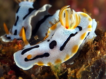 Diana's Chromodoris - Chromodoris dianae