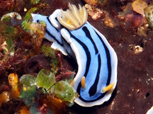 Elisabeth's Chromodoris - Chromodoris elisabethina