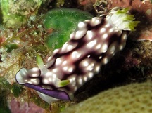 Geometric Chromodoris - Goniobranchus geometricus