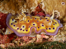 Kunie's Chromodoris - Goniobranchus kuniei