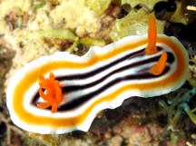 Magnificent Chromodoris - Chromodoris magnifica