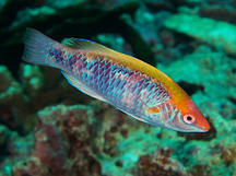 Lubbock's Wrasse - Cirrhilabrus lubbocki