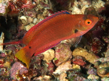 Dotted Fairy Wrasse - Cirrhilabrus punctatus