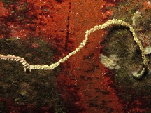 Common Wire Coral - Cirrhipathes anguina