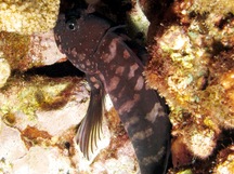 Gargantuan Blenny - Cirripectes obscurus