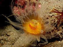 Cladopsammia gracilis - Cladopsammia gracilis