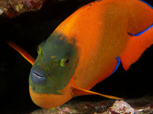 Clarion Angelfish - Holacanthus clarionensis