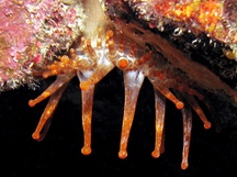Club-Tipped Anemone - Telmatactis cricoides