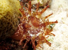 Club-Tipped Anemone - Telmatactis cricoides