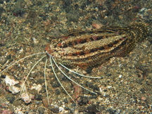 Cockatoo Flounder - Samaris cristatus