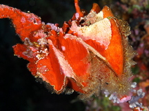 Cockscomb Oyster - Lopha cristagalli