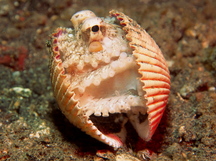 Coconut Octopus - Amphioctopus marginatus