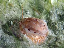 Colorful Moon Snail - Naticarius canrena