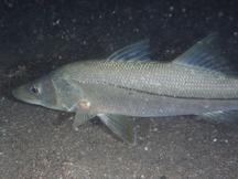 Common Snook - Centropomus undecimalis