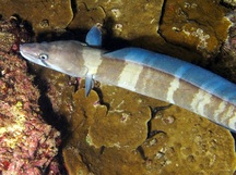 Hawaiian Conger Eel - Conger marginatus