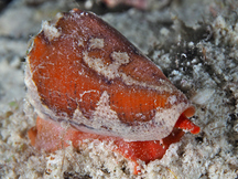 Golden Cone - Conus aurantius