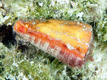 Carrot Cone - Conus daucus